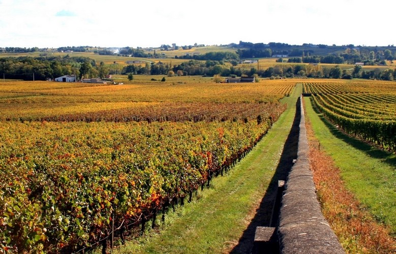 Les vignes du Château Tour du Pas St Georges